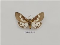 藏品(夜蛾6)的圖片